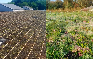 Installation de système d'arrosage goutte-à-goutte sur toiture végétalisée à Lyon et en Rhône-Alpes