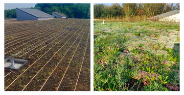 Crèche de Montfray, FAREINS 01