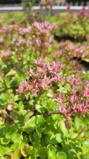 Crèche des Crayons verts, ST DIDIER DE FORMANS 01