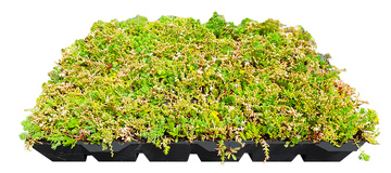Végétalbox - Cassettes pré-cultivées par votre paysagiste à Lyon en Rhône-Alpes Végétalbox - Cassettes pré-cultivées par votre paysagiste à Lyon en Rhône-Alpes