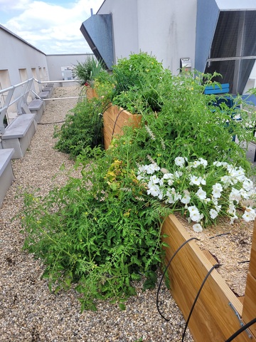 Aménagement de terrasses