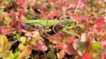Biodiversité