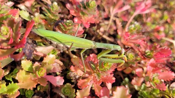Biodiversité