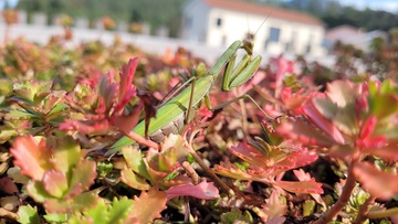 Biodiversité