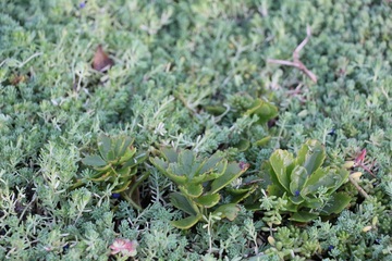 Biodiversité